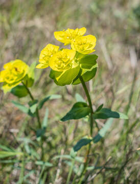 Image of serrate spurge