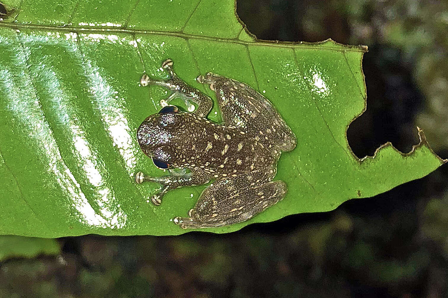 Image of Sabah Splash Frog