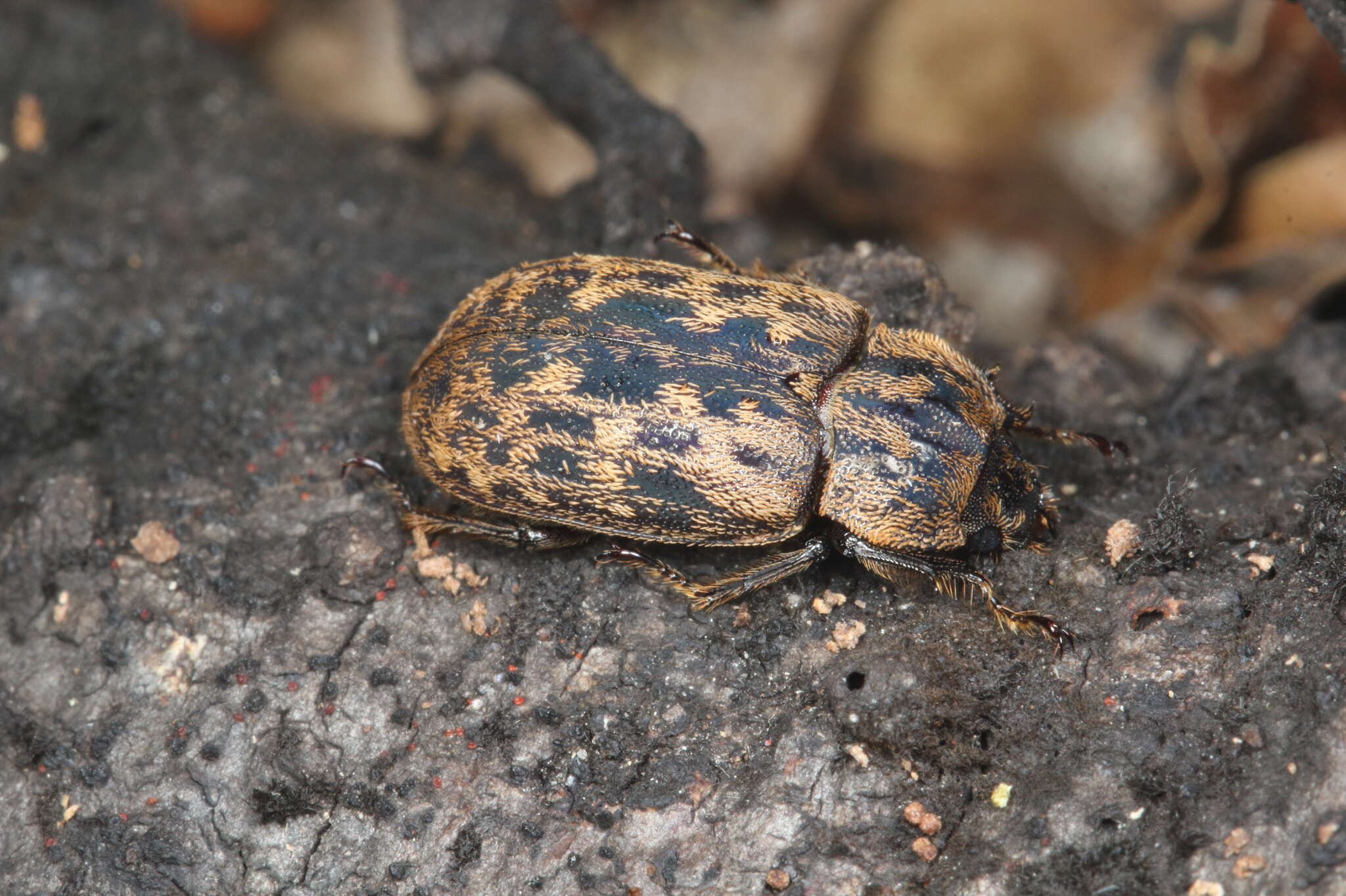 Image of Mitophyllus parrianus Westwood 1863