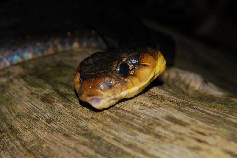 Image of Amazon False Fer-de-lance