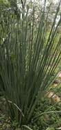 Image of Bird of paradise plant