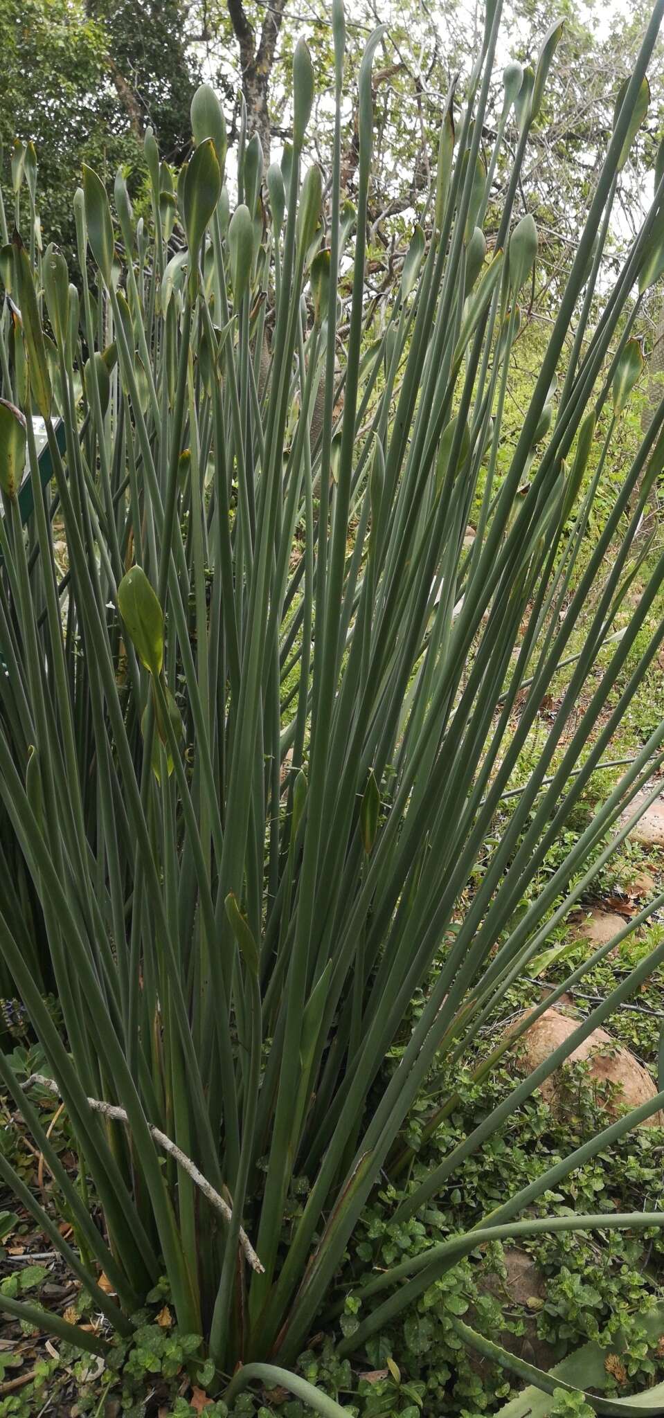 Image of Bird of paradise plant