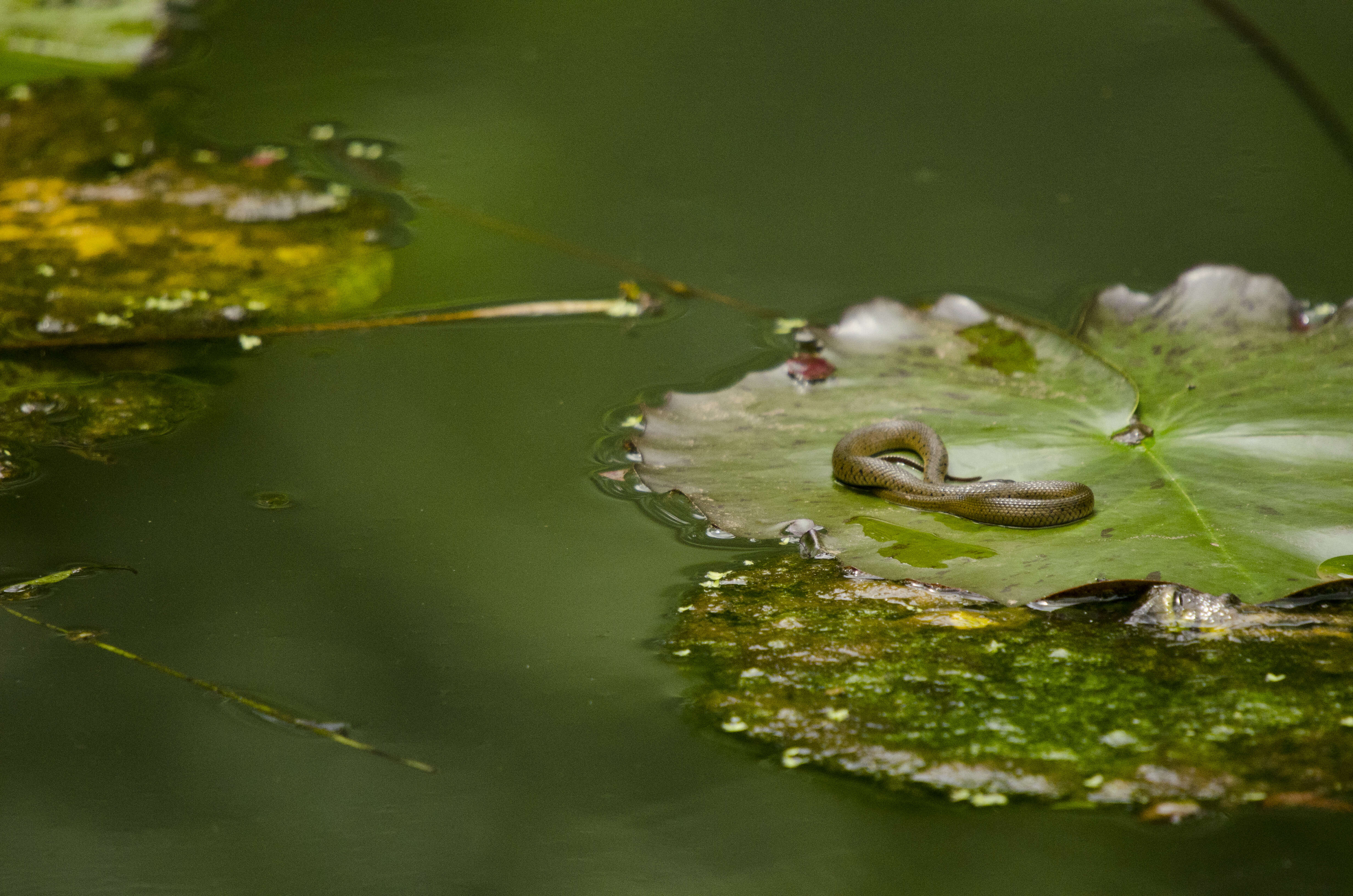 Image of Checkered Keelback Snake