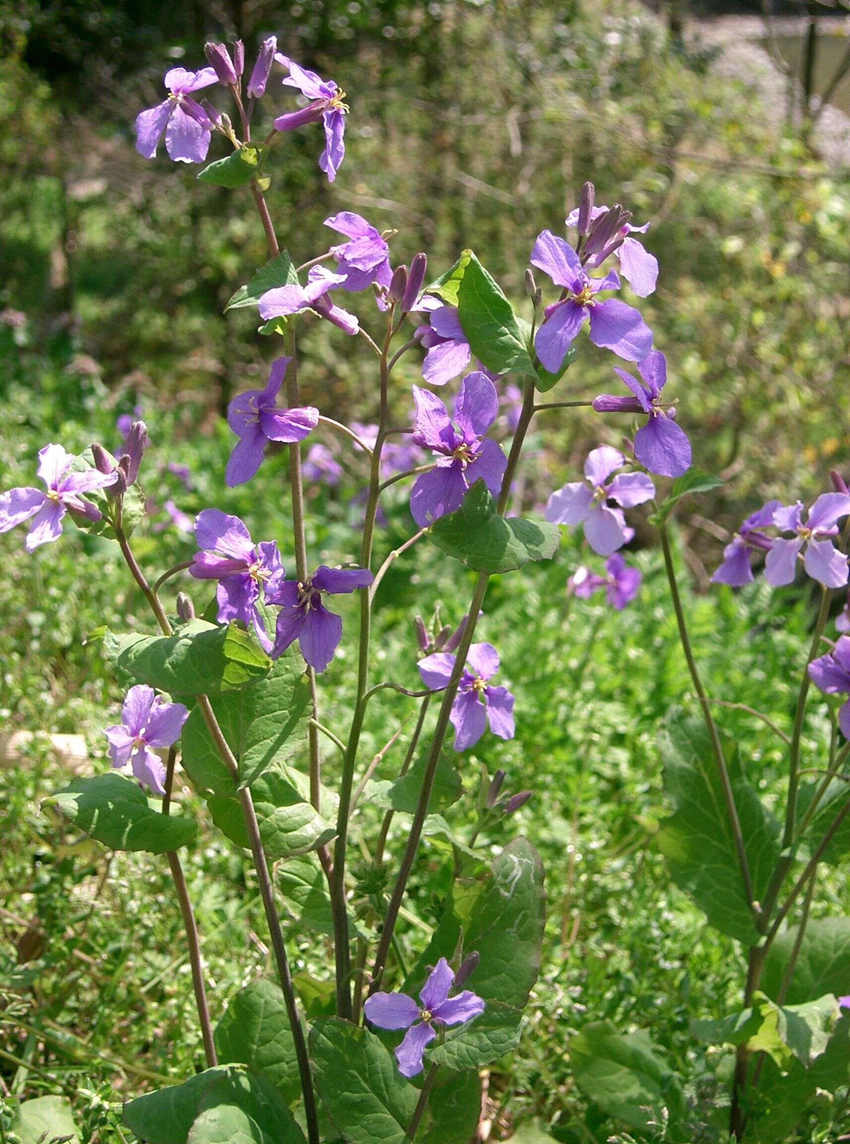 Imagem de Orychophragmus violaceus (L.) O. E. Schulz