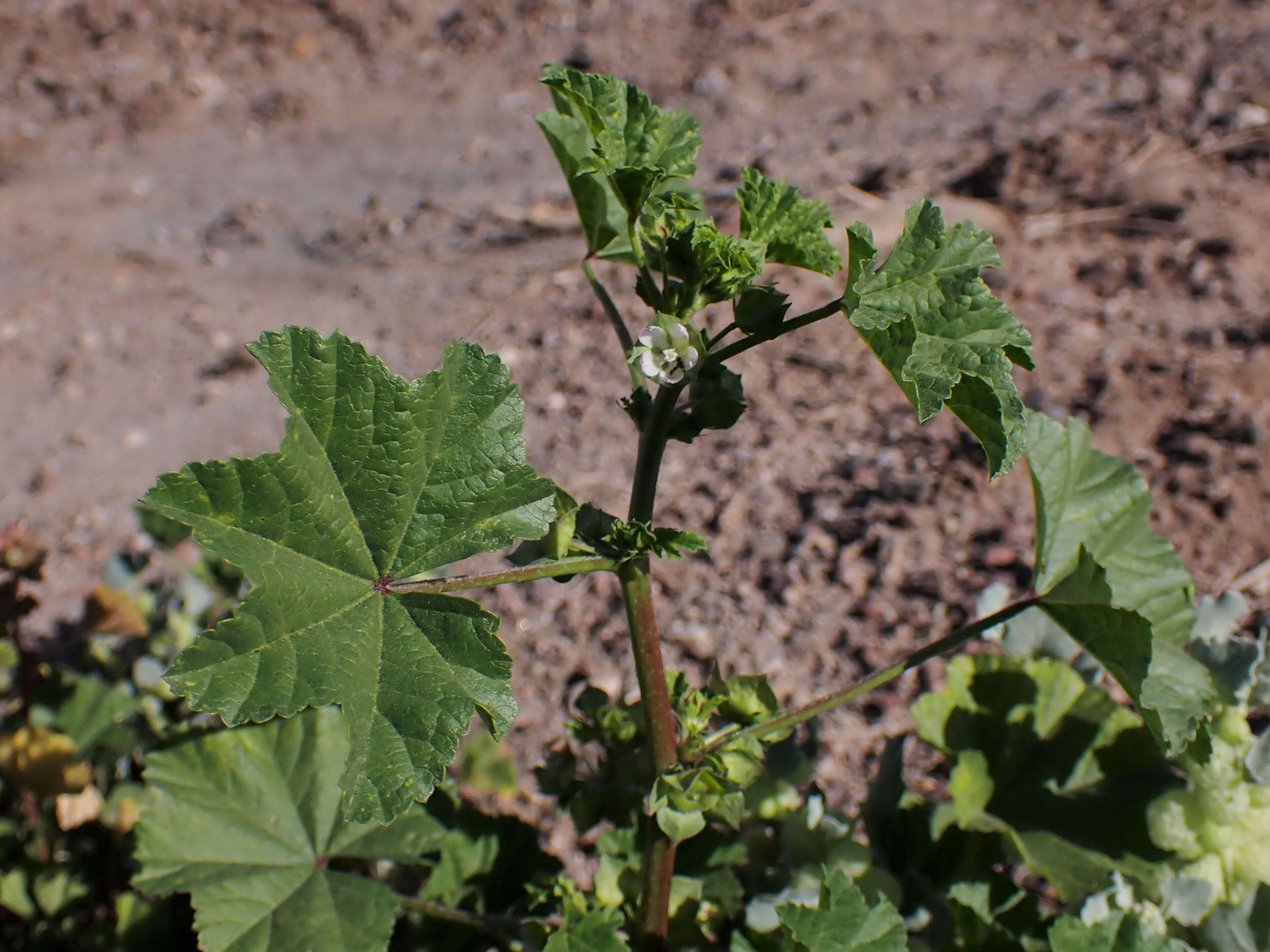 Image of Least Mallow