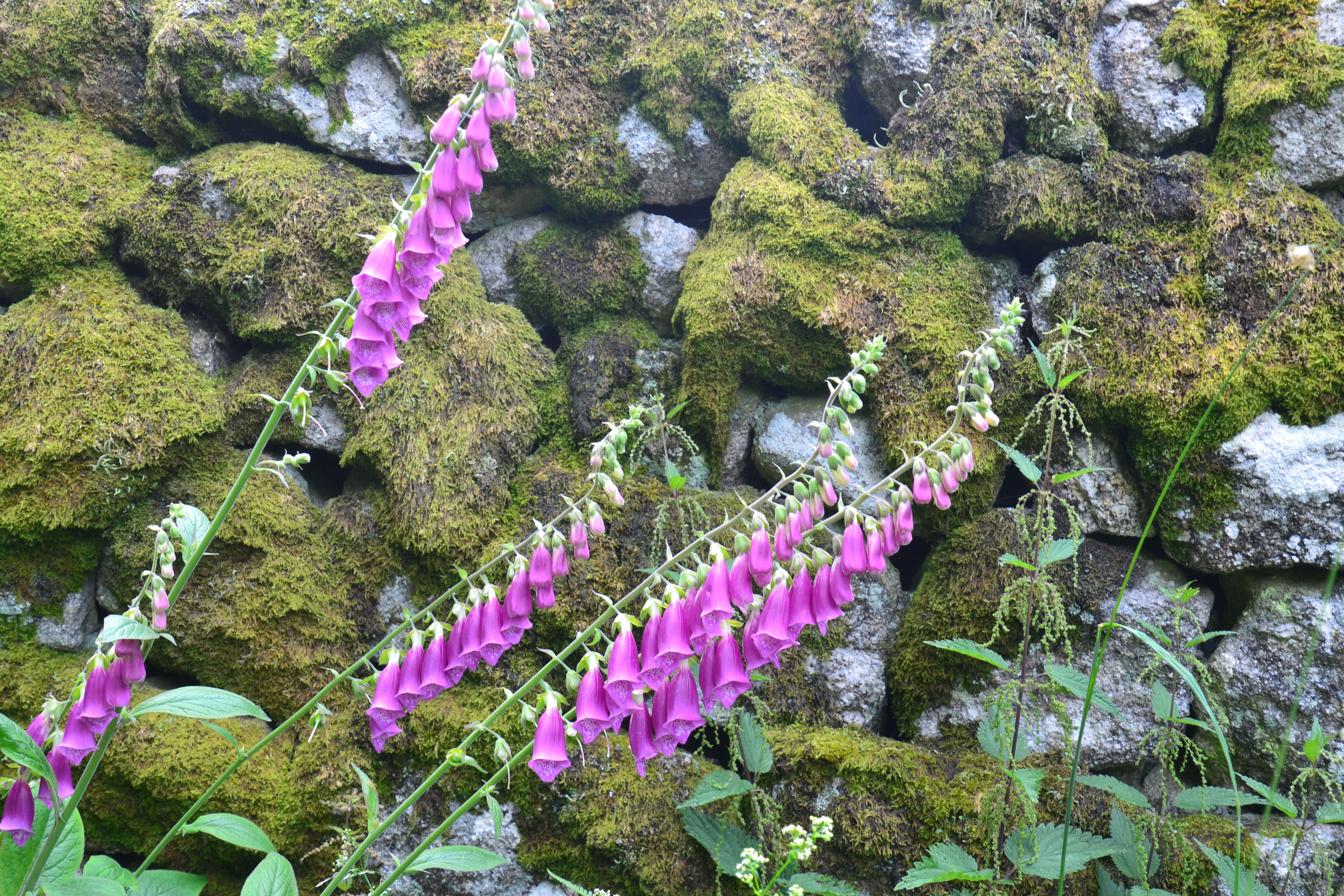 Imagem de Digitalis purpurea L.