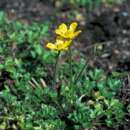 Image of Ranunculus pimpinellifolius Hook.