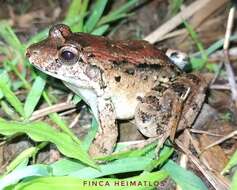 Image of Leptodactylus wagneri (Peters 1862)