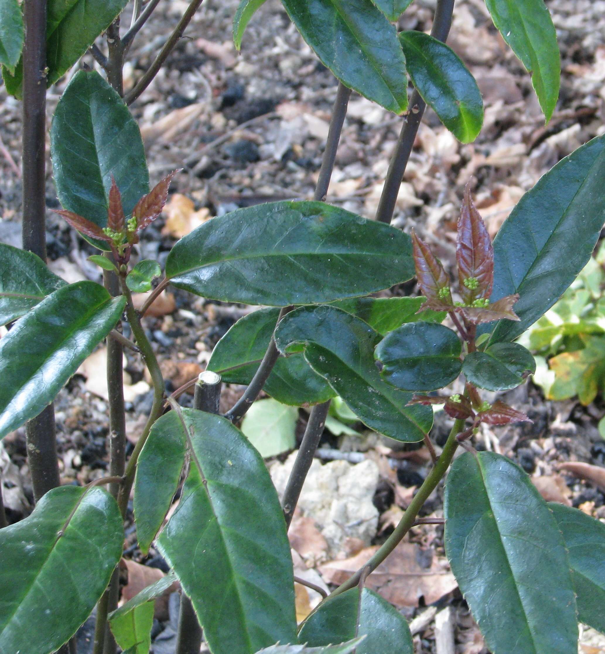 Image of Helwingia chinensis Batalin