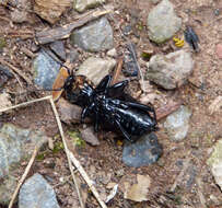 Image of Violet Ground Beetle