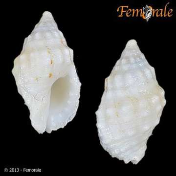 Image of Drupella