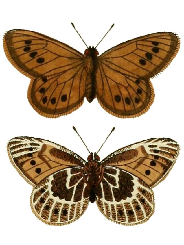 Image of Oeneis tarpeia Pallas 1771