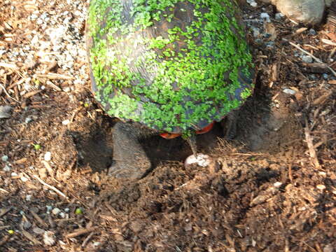 Image of American Red-bellied Turtle