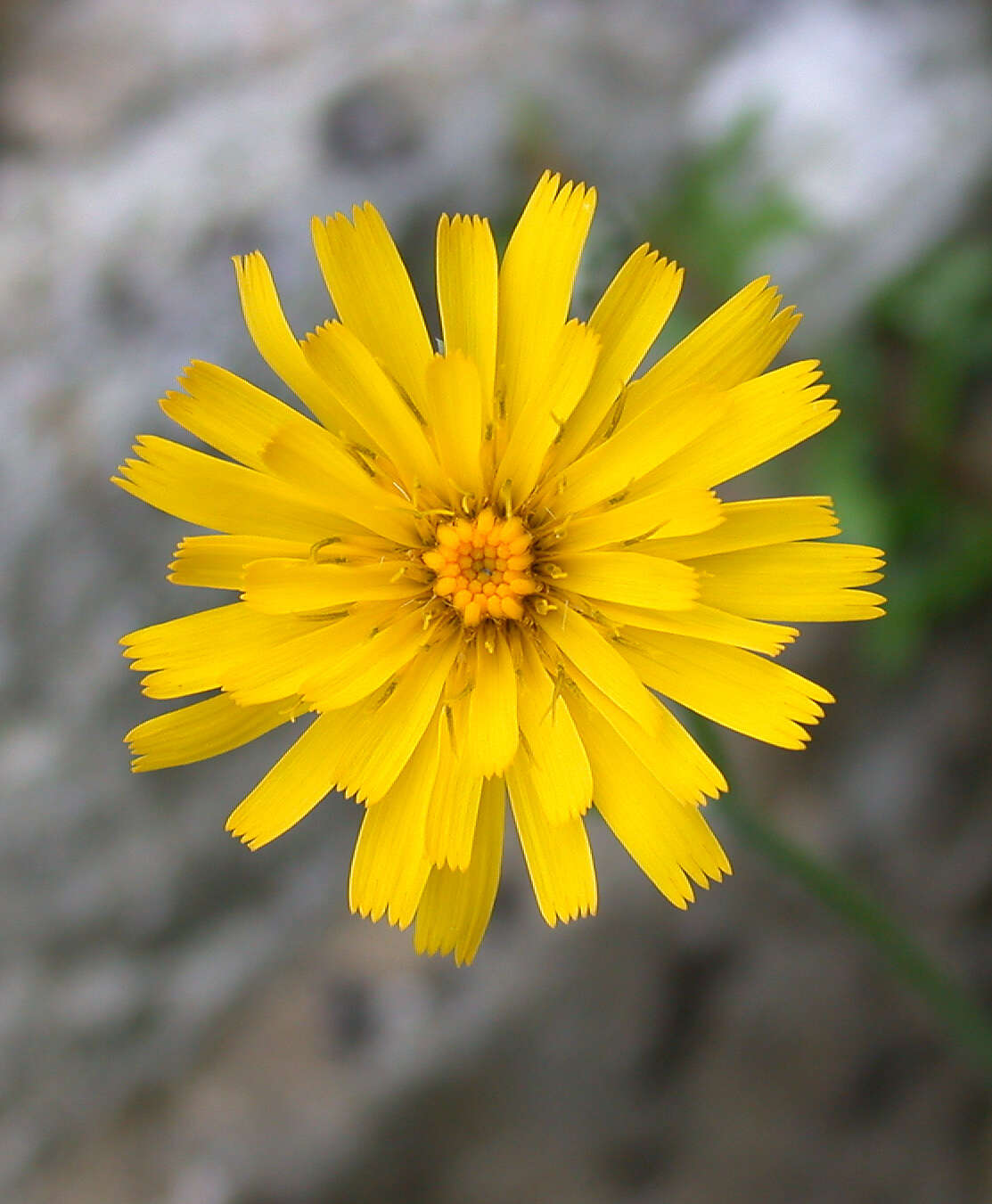 Image of Hieracium lepidulum (Stenstr.) Dahlst.