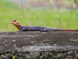 Image of Peters's Rock Agama