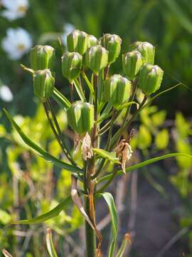 Image of Fritillaria raddeana Regel