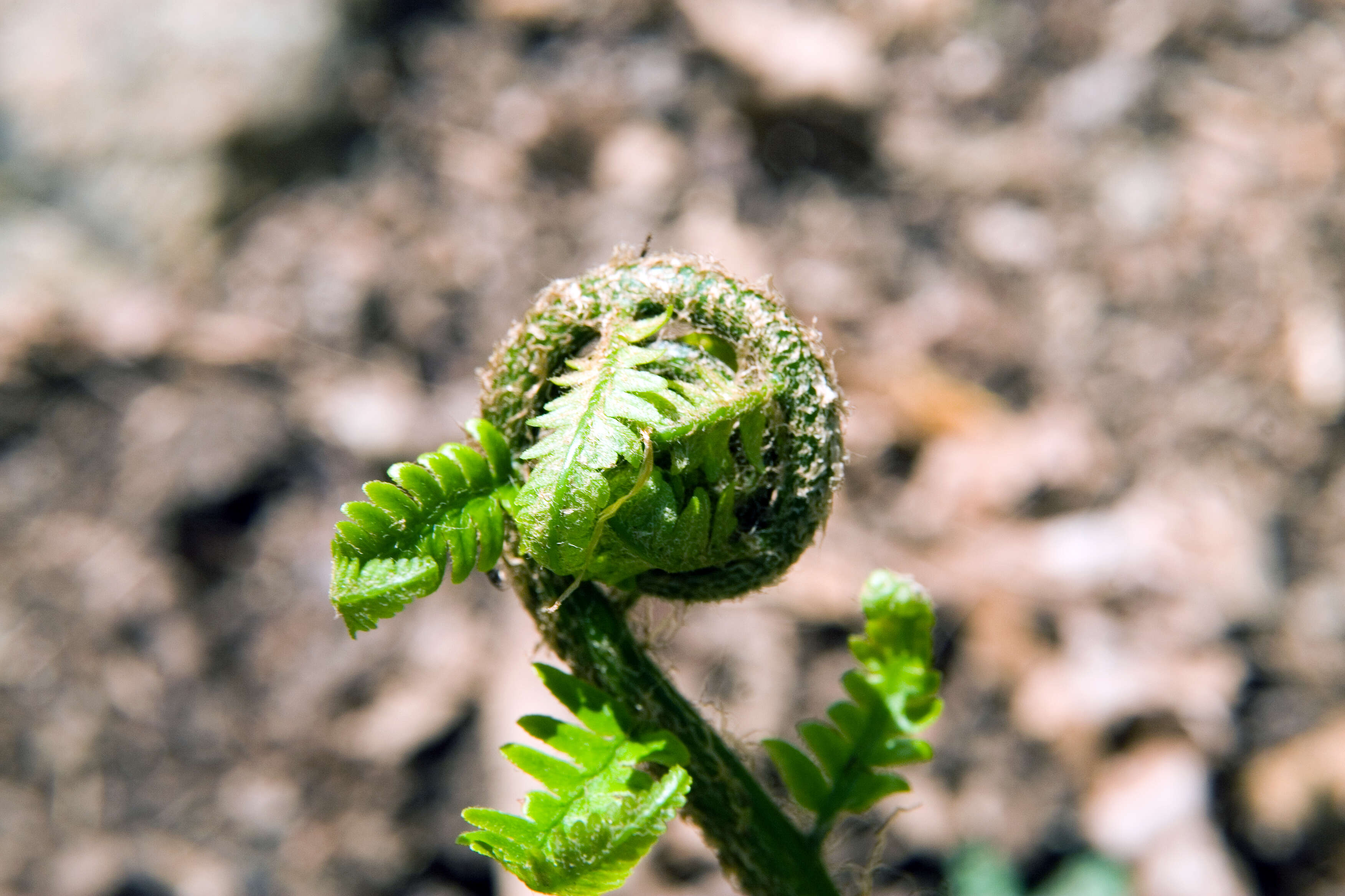 Image of log fern