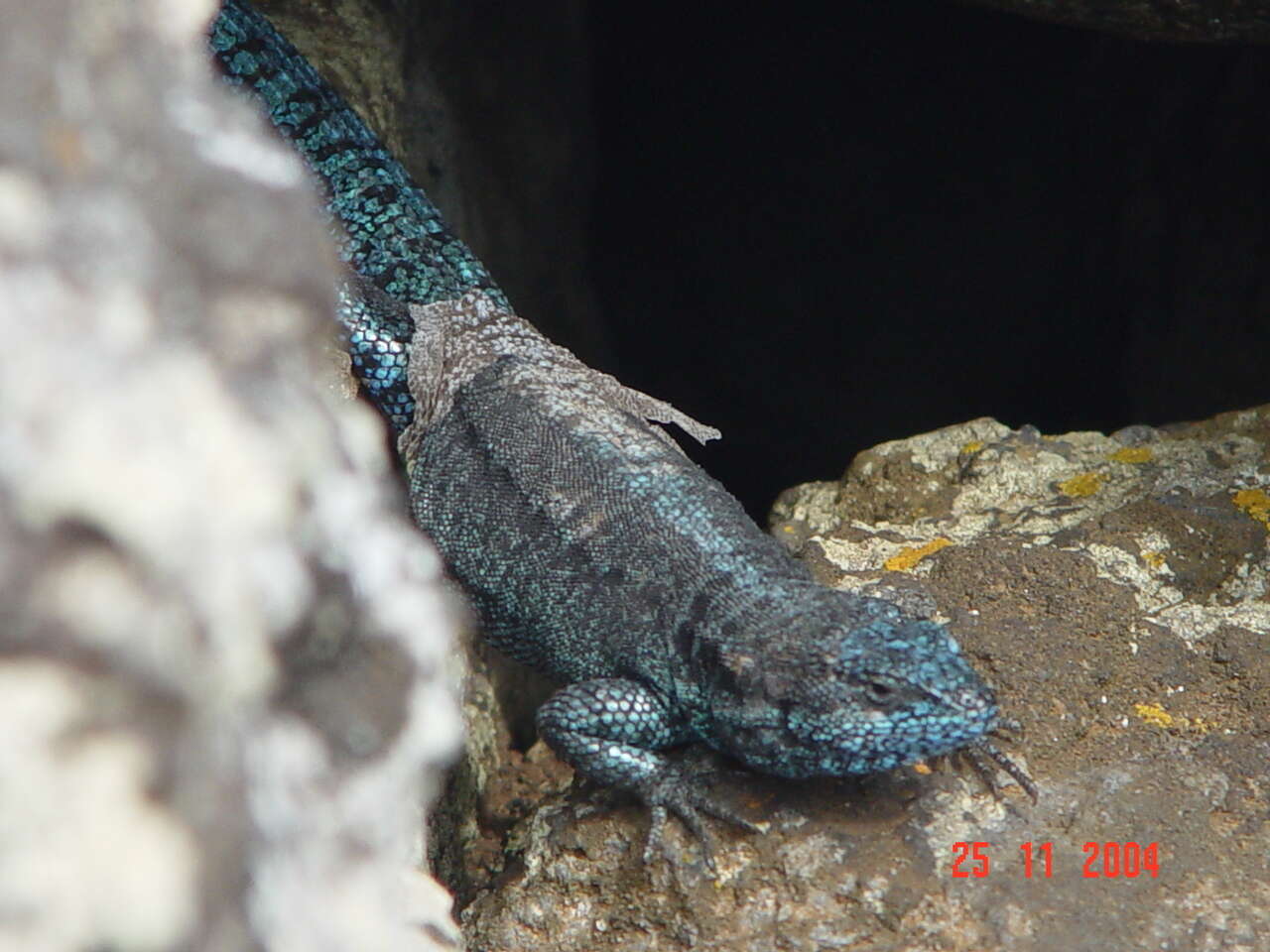 Image of Socorro Island Tree Lizard