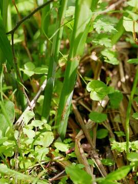 Image of Carex shimidzensis Franch.