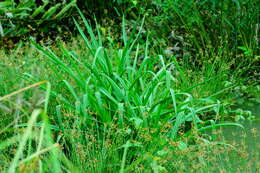 Слика од Crinum viviparum (Lam.) R. Ansari & V. J. Nair