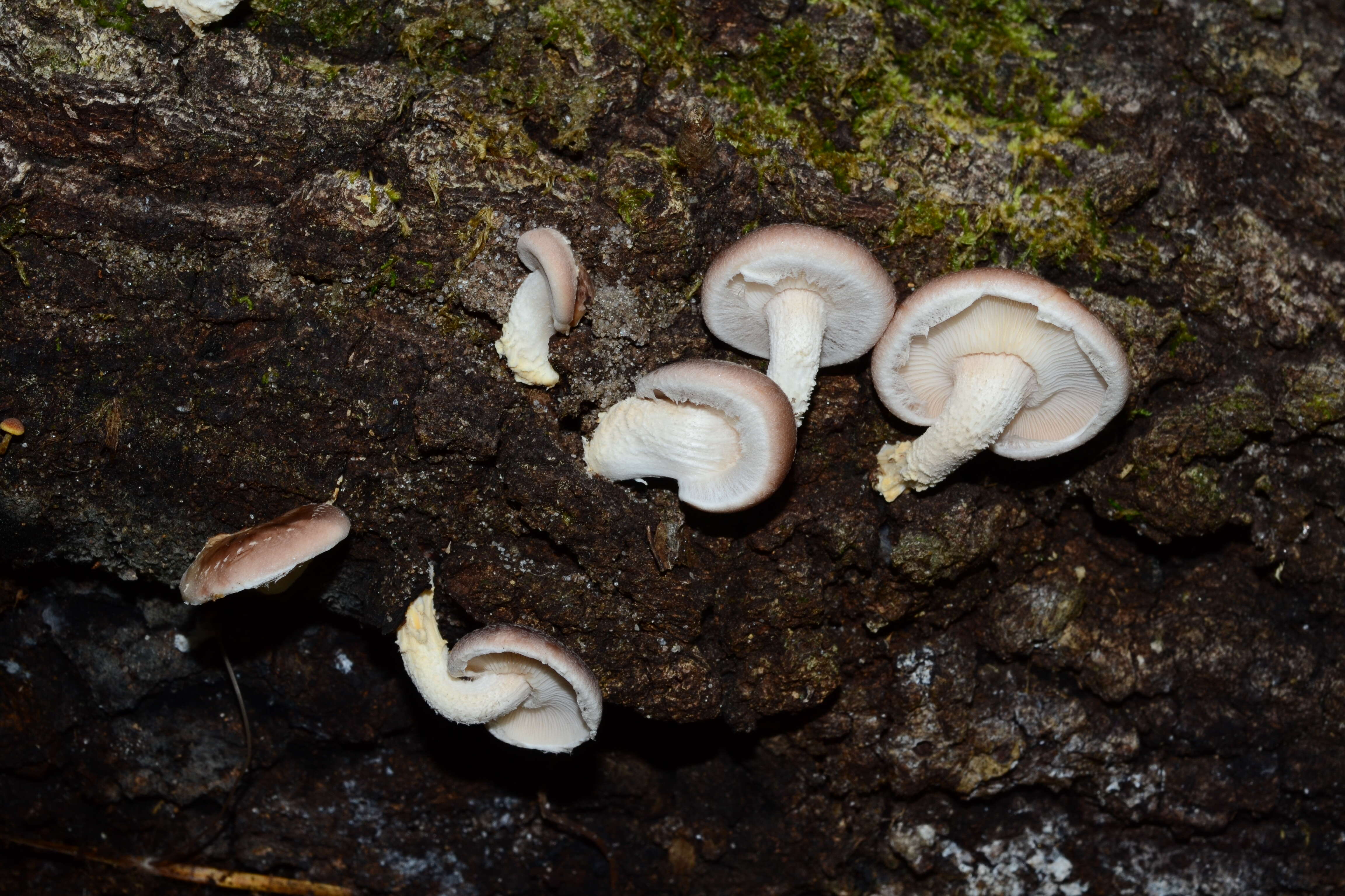 Image of Lentinula raphanica (Murrill) Mata & R. H. Petersen 2001