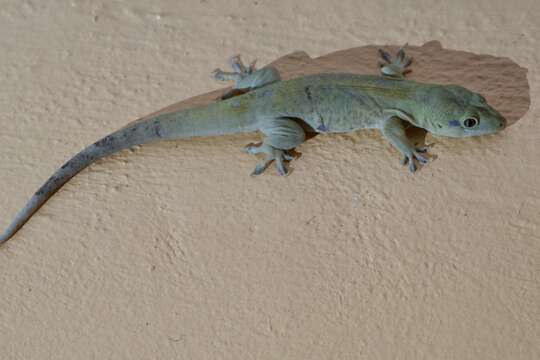 Image of croacking gecko