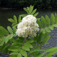 Image of rowan,  moutain ash