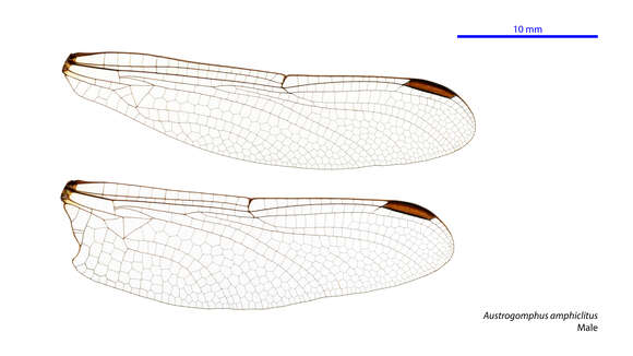 Imagem de Austrogomphus amphiclitus (Selys 1873)