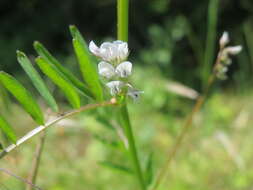 Image of Hairy Tare