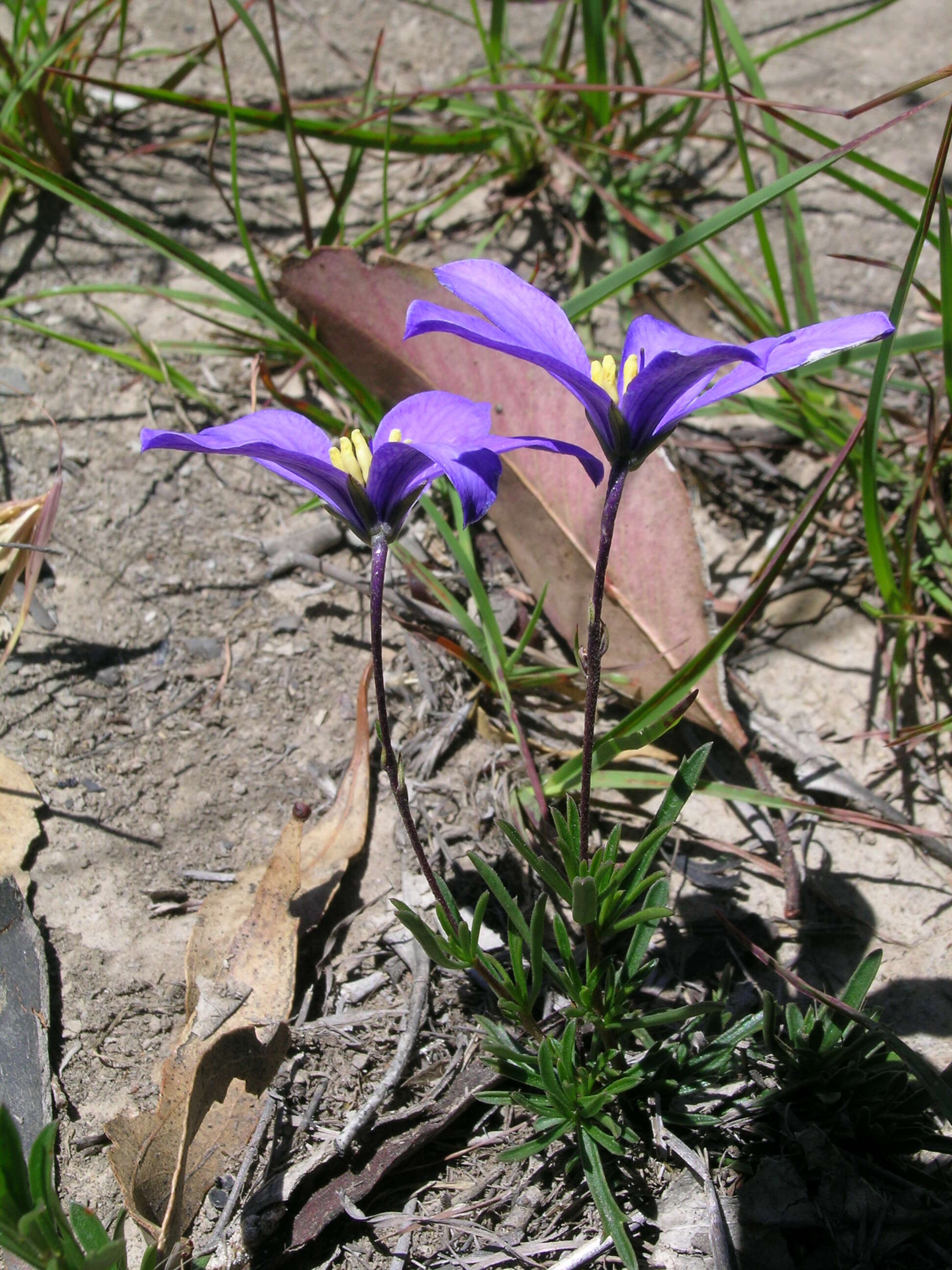 Image de Cheiranthera linearis A. Cunn.