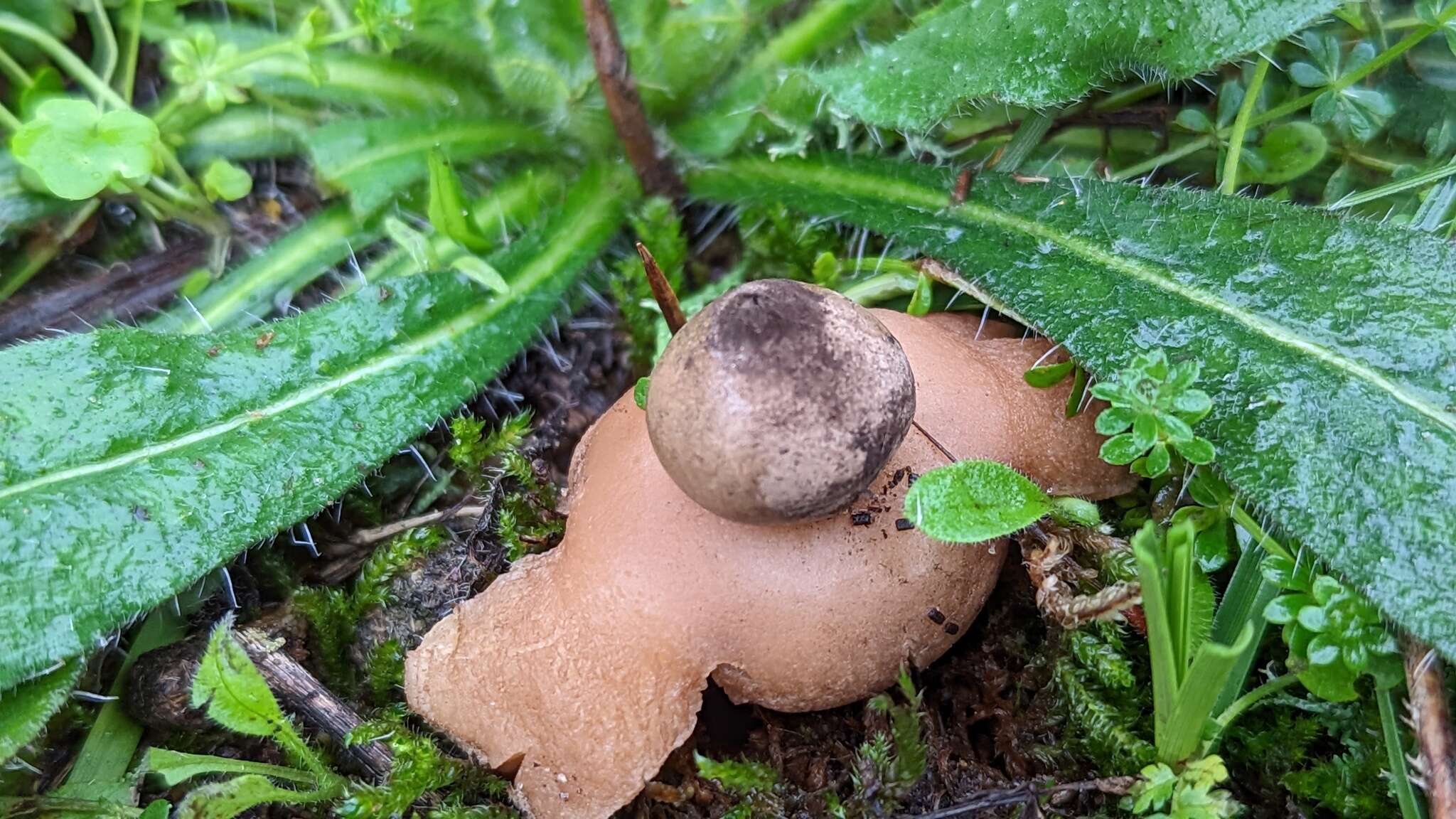 Image of Geastrum saccatum