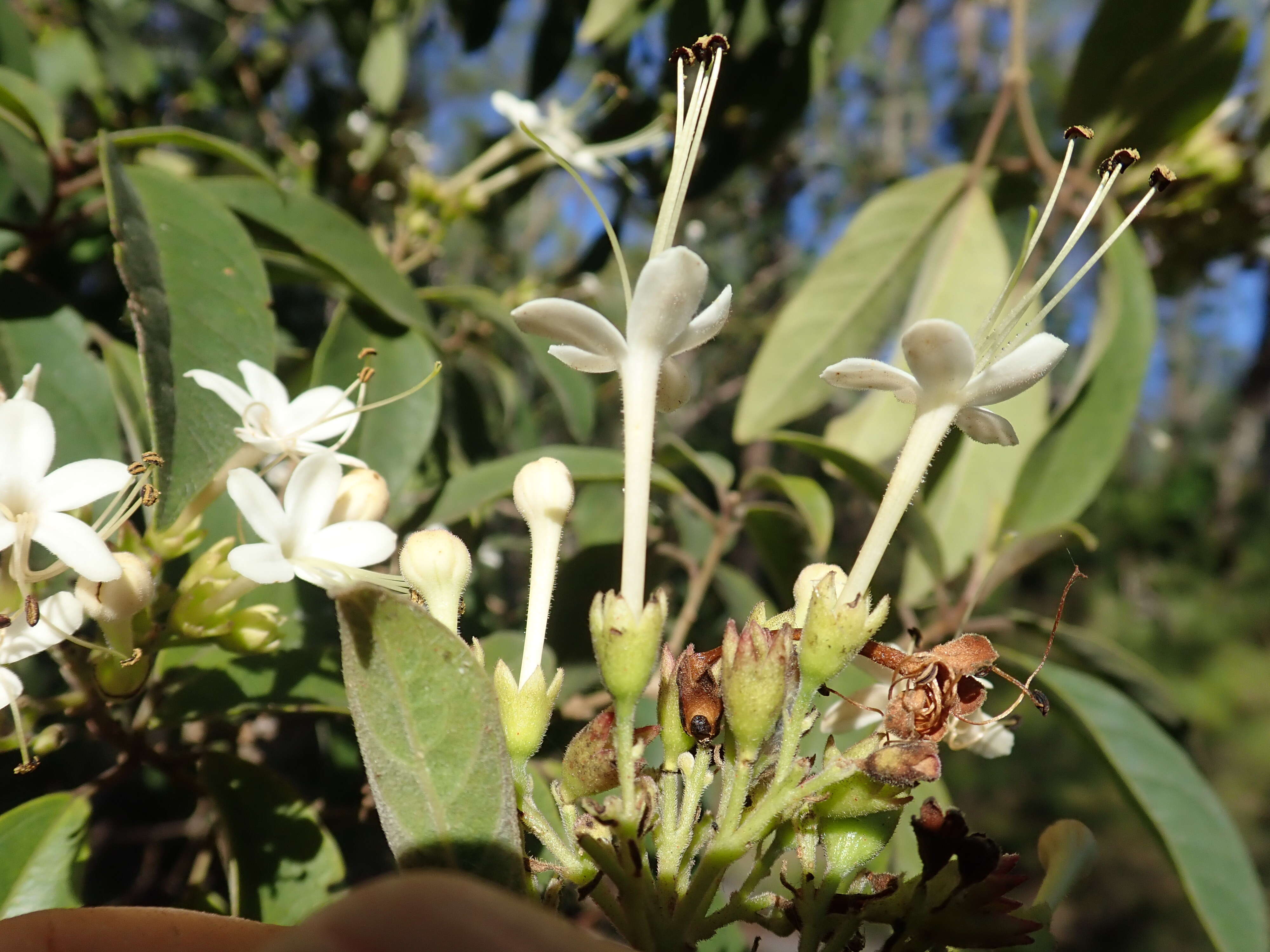 Image of Clerodendrum tomentosum (Vent.) R. Br.