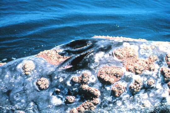 Image of gray whales