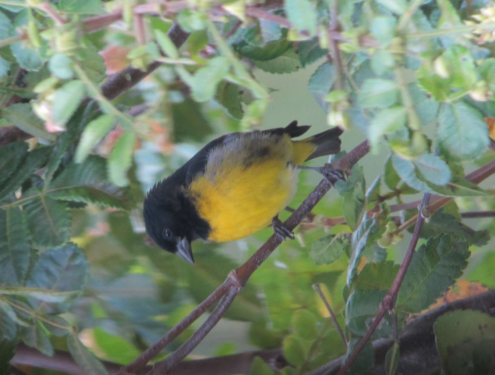 Image of Yellow-bellied Siskin