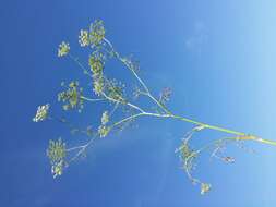 Imagem de Ammi majus L.