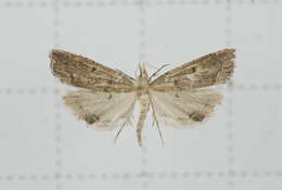 صورة Diplopseustis perieresalis Walker 1859