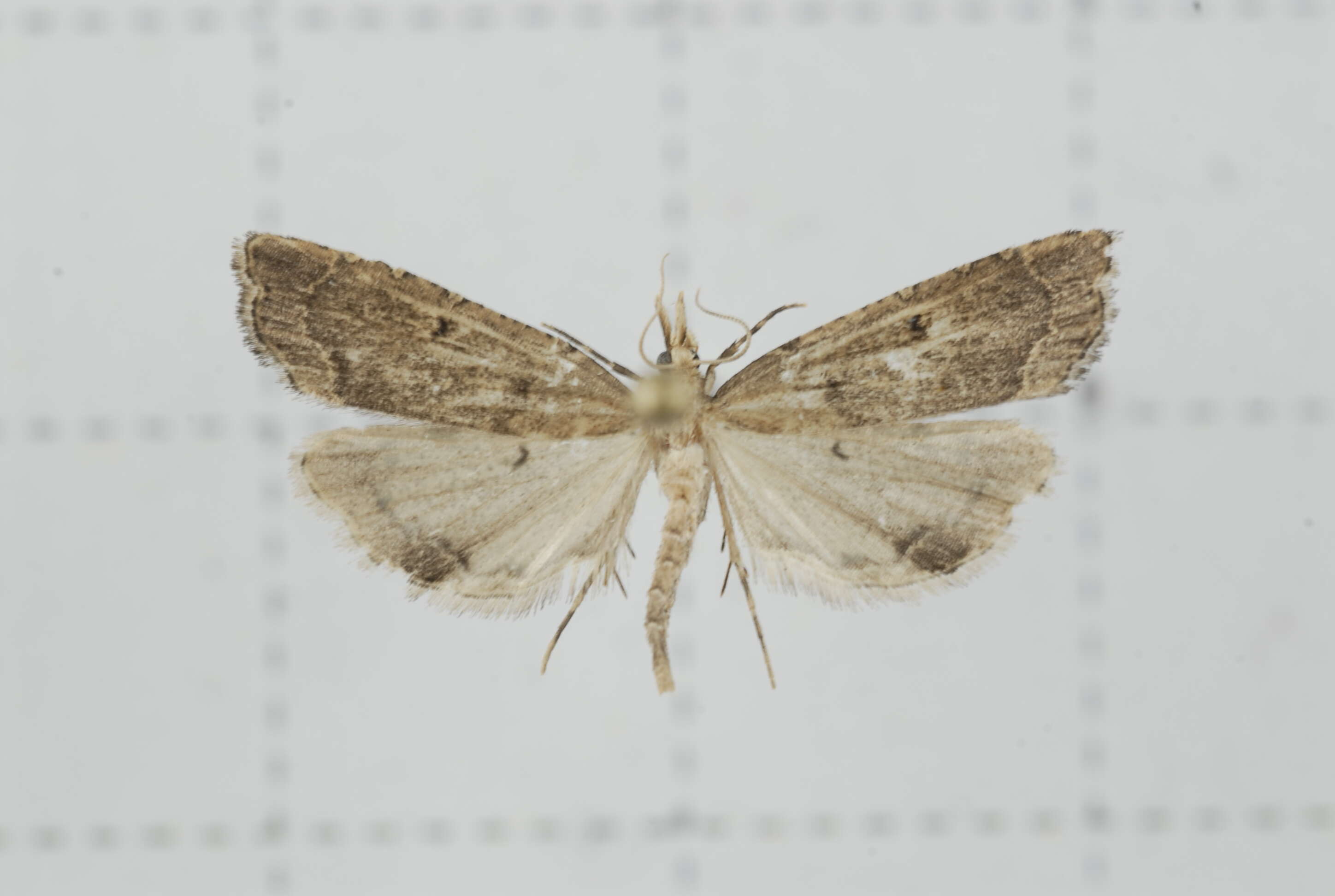 صورة Diplopseustis perieresalis Walker 1859