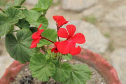 Image of Geranium