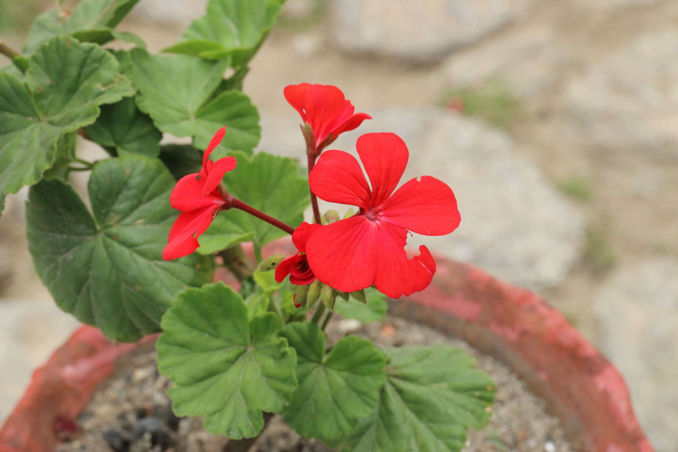 Image of Geranium