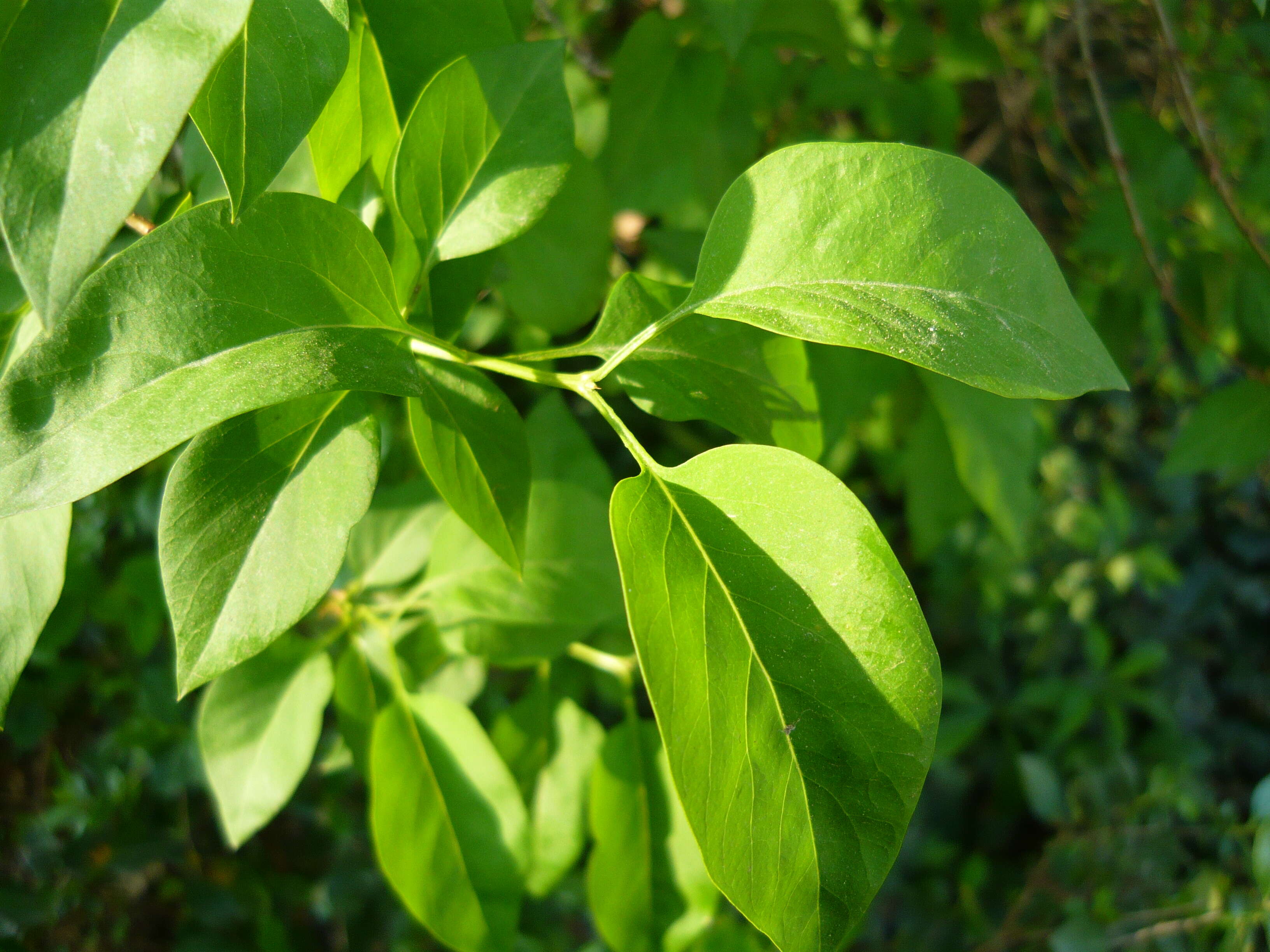 Image de Syringa chinensis Willd.