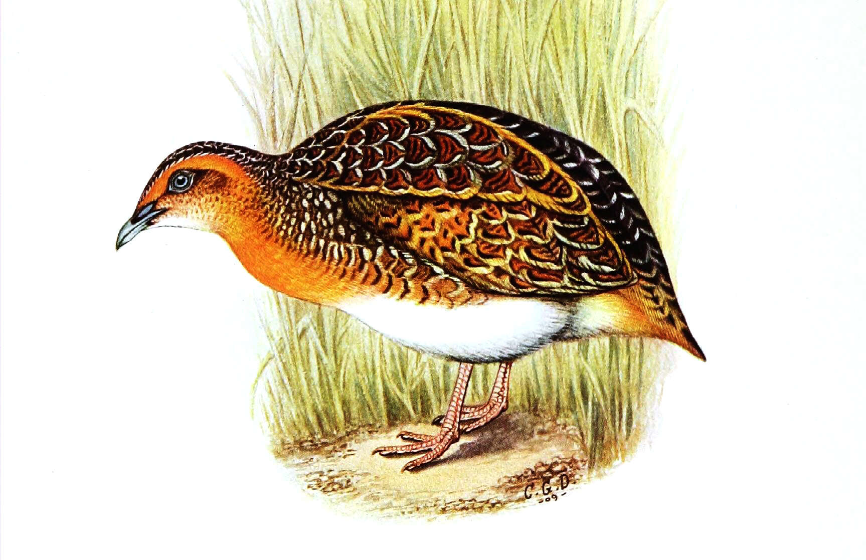 Image of Black-rumped Buttonquail