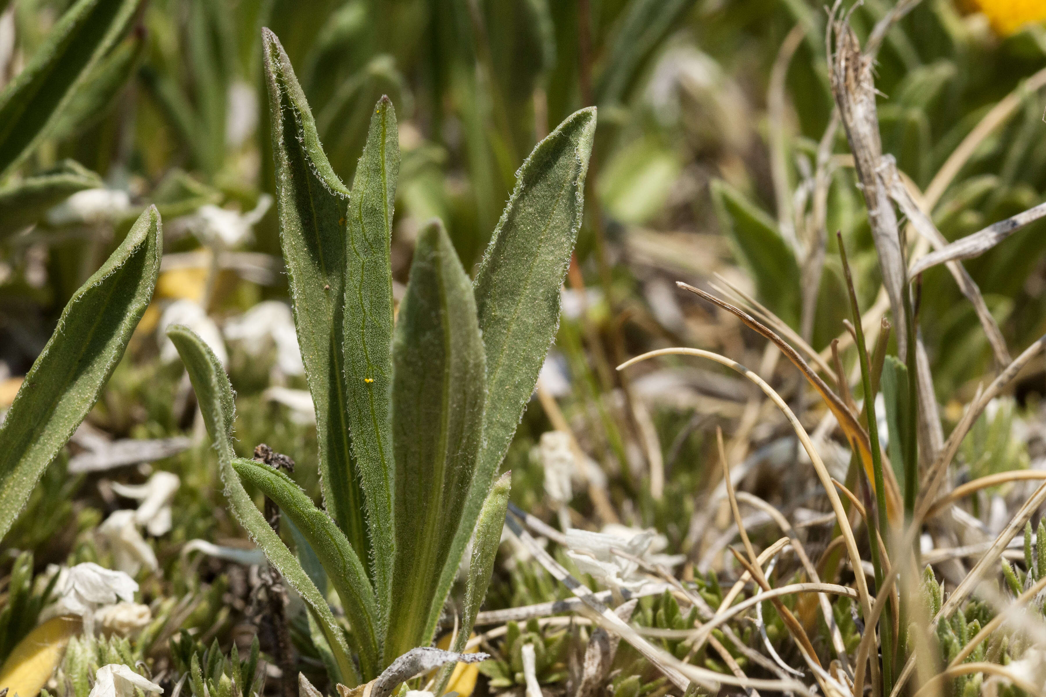 Image of alpine false goldenaster