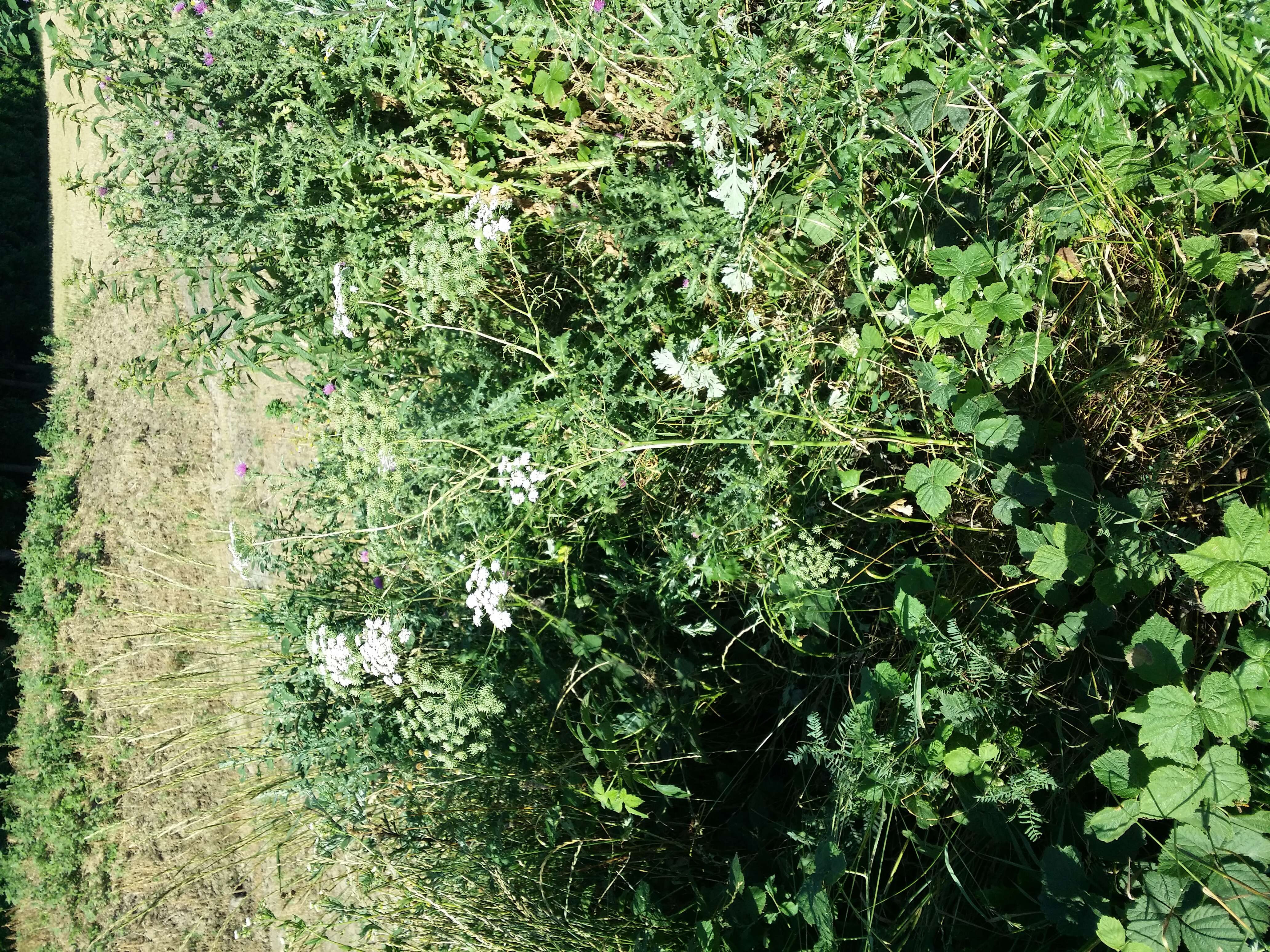 Imagem de Ammi majus L.