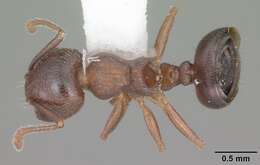 Image of Crematogaster lineolata (Say 1836)