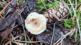 Plancia ëd Clitocybe fragrans (With.) P. Kumm. 1871