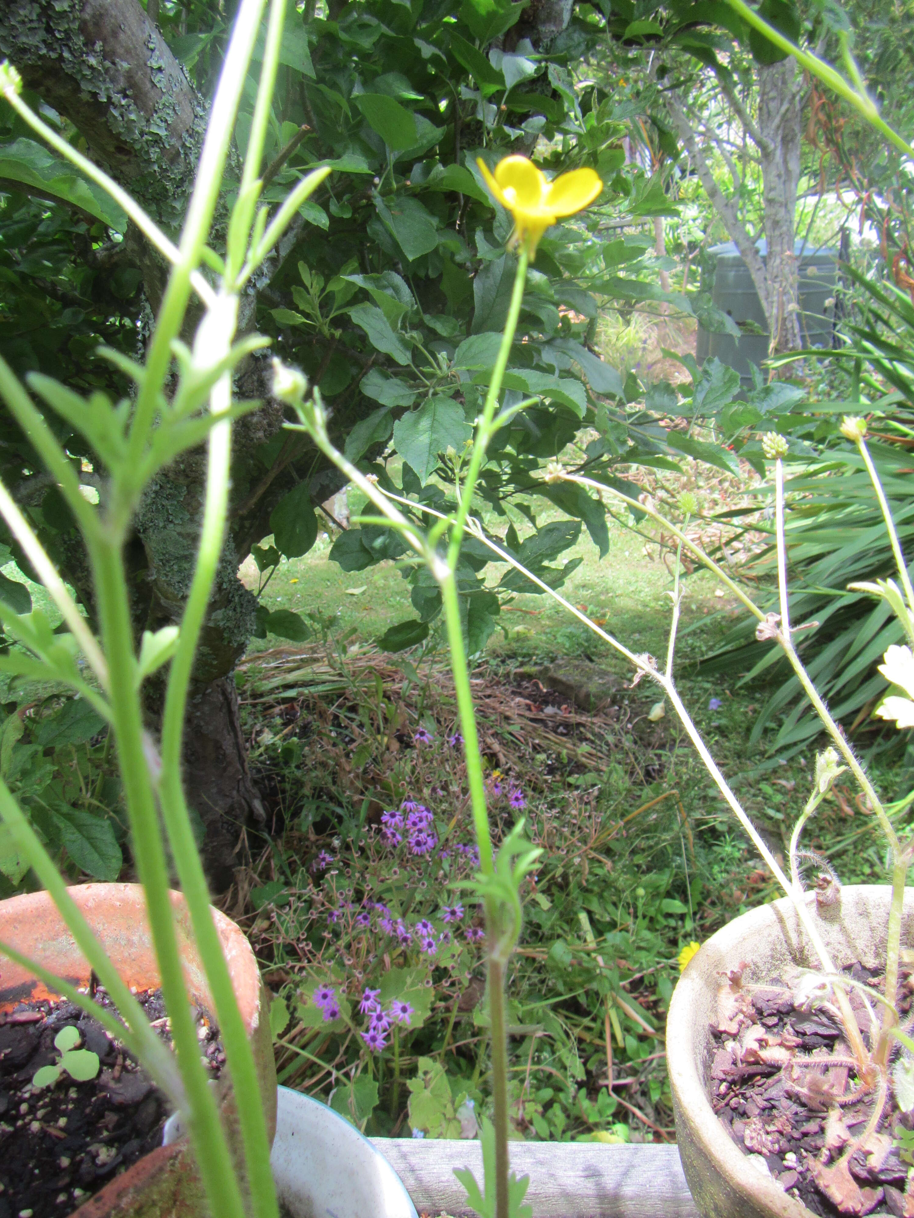Image of hairy buttercup