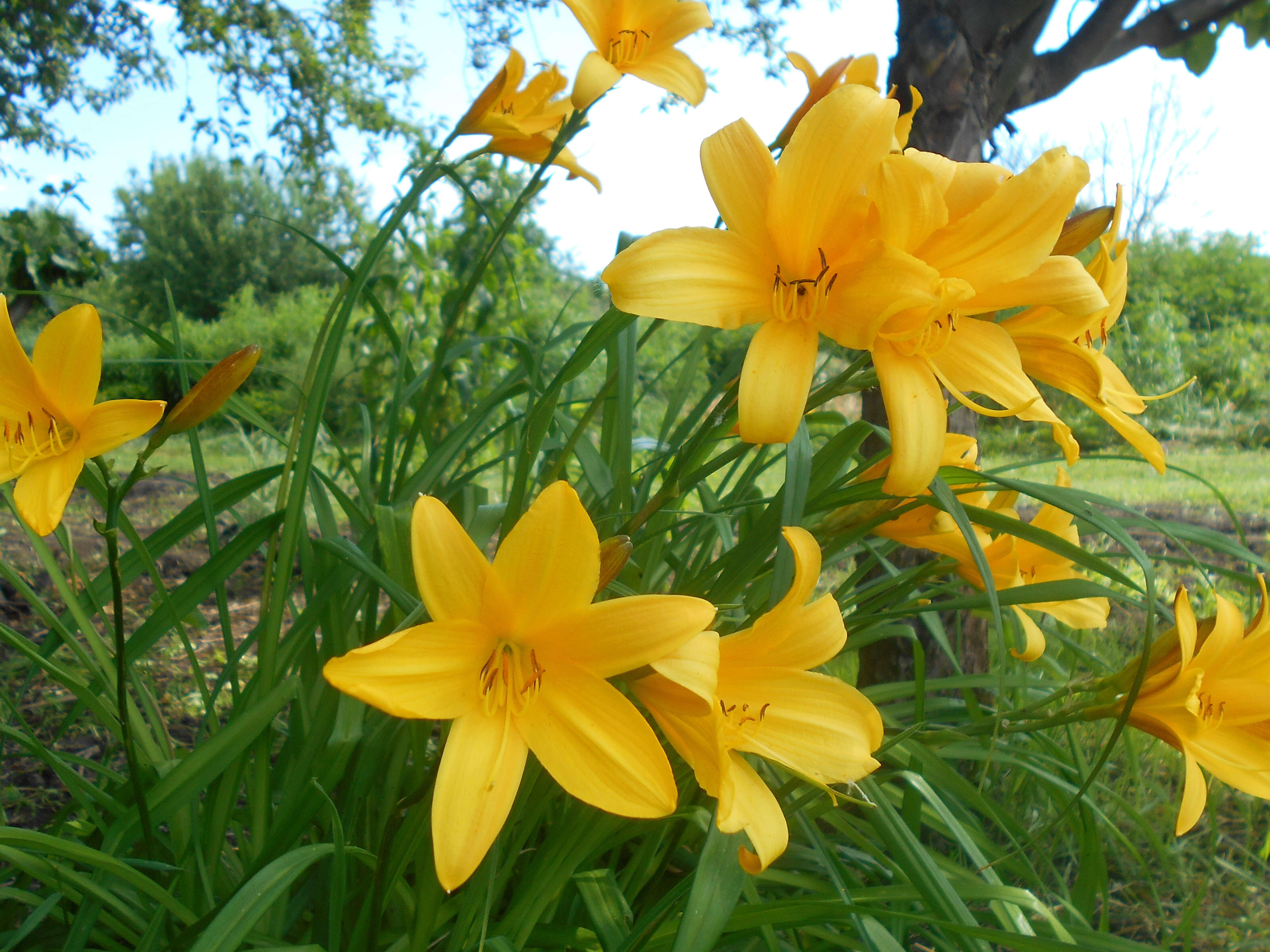 Image of Dumortier's daylily