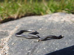 Image of Slender blind snakes