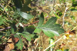 Image of Midland Hawthorn