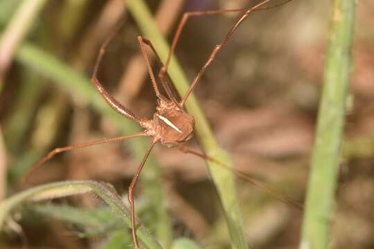 Image of Metaphalangium cirtanum